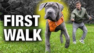 How to Stop Any Leash Problem with Any Dog on Day 1