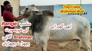 Munasib Range Me Khubsurat Brahman Aur Gulabi Bachray Supreme Cattle Farm 2024.