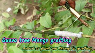 guava and mango grafting  guava tree mengo ki grafting  new guava tree video 2022
