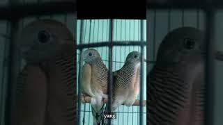 asal usul perkutut Banjar petung #burung #perkutut #suarapikatperkutut #shortvideo