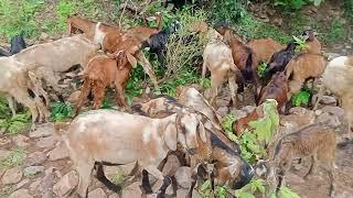 black bengal goat farming in odisha ଗାଉଁଲି ଛେଳି ପାଳନ ଓଡିଶା #goatfarming #goatfarm