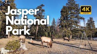 Lake Edith - Walking Tour Jasper National Park - Naturel Life