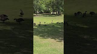 Canadian Cobra Chickens #shorts #youtubeshorts #cobrachickens