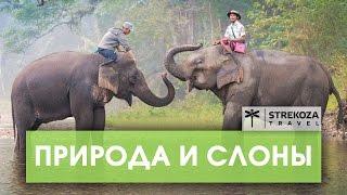 Пхукет ТРИП ПО АЗИИ  Храм с дикими обезьянами STREKOZA Travel