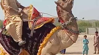 Camel male raining dance  raining romance desert