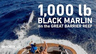 The Catch of a Lifetime  1000lb Black Marlin caught on the Great Barrier Reef Short Stories Ep.06