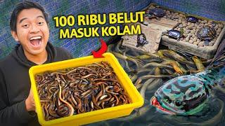 MASUKIN 100RIBU BELUT KE KOLAM MONSTER TOMAN MENGAMUK