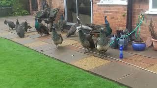 Peacocks after the rain. @DogtrainersUK