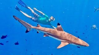SHARK ENCOUNTER  Scary wildlife experience in French Polynesia