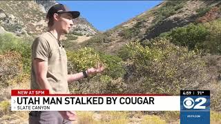 Cougar stalks lunges at hiker in Slate Canyon in Utah County