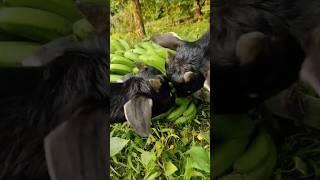 Moms Furry Pets are Enjoying their Snacks #food #pets #pet #goat