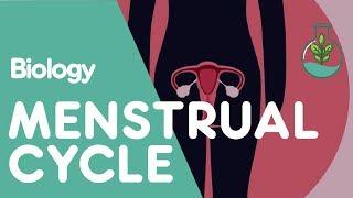 What Is The Menstrual Cycle?  Physiology  Biology  FuseSchool