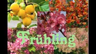 Was blüht im Frühling? 9 Frühlings leuchtende Sträucher