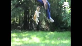 Little dog goes swinging