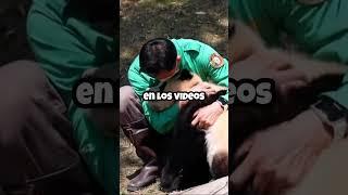 SABIAS QUE LOS PANDAS ...