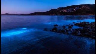 Why does the Black Sea glow in the dark?