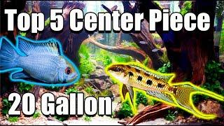 Top 5 Center Piece Fish For Your 20 Gallon Aquarium