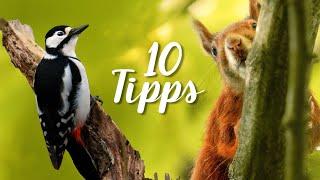 10 Tipps für die Wildlife Fotografie