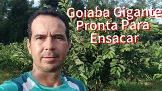 Goiaba Gigante #Cultivo da Goiaba Gigante #Frutas estão Lindas