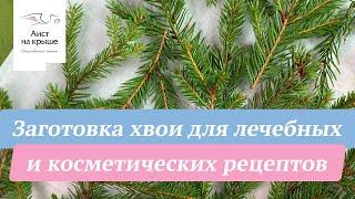 Заготовка хвои для лечебных и косметических рецептов