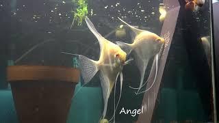 Albino Dantum Angelfish Breeding Pair #2350