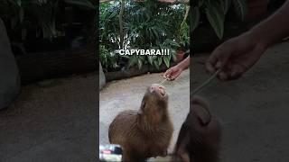 KETEMU CAPYBARAAAA full video on my channel