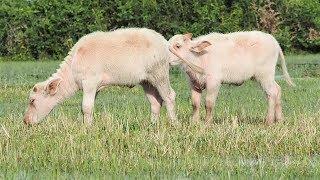 Cute Baby Buffalo Meeting In The Rice Field - White Baby Buffalo Of Cambodia