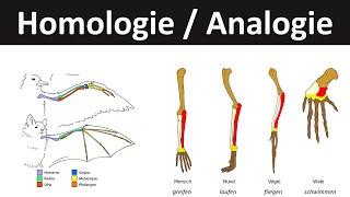 Homologie und Analogie Biologie Evolution Oberstufe