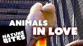 Animals In Love  Nature Bites