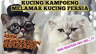 kucing persia