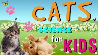 Cats  Science for Kids