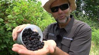 Simple preserves How to make blackberry Jam and Jelly