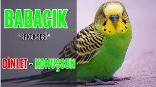 BABACIK SESİ MUHABBET KUŞU KONUŞTURMA EĞİTİMİ  ERKEK SESİ