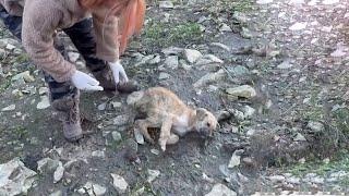 Orphaned Puppy Have Been Exhausted In The Hills No People Only Soil & Rocks Cant Find Food