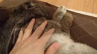 Continental Giant Rabbit Sleep on bed