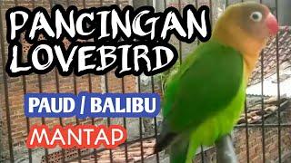 Masteran Pancingan Lovebird Paud & Balibu Belajar Ngekek  pasti Bunyi