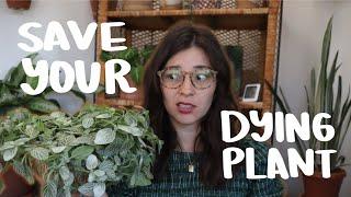 How to Save a Dying Plant  last ditch effort houseplant care