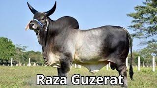 Raza de ganado Guzerat La raza doble propósito más versátil