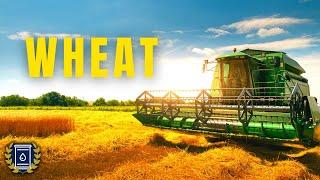 WHEAT Documentary Everything You Ever Wanted to Know about Wheat