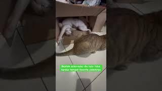 Kerandoman si kekar kucing playboy saat tidur  #shorts #short