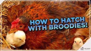 Broody Hatching 101 The Essential Guide to Hatching with a Broody Hen
