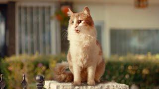 Eti Benimo Konuşan Kedi Köpek Reklamı