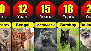 Lifespan Of Different Cat Breeds  How Many Years Do Different Cat Breeds Live?