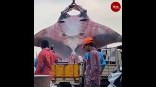 Giant manta ray weighing 750 kg caught by fisherman off Karnataka coast