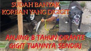 ANJING SUPER GALAK YANG DIRANTE SELAMA 8 TAHUN