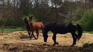 Pasture Breeding Morgan Horses - Educational - 40118 Easter Sunday