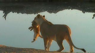 SafariLive August 25. When a lion cub wont listen to mom. 