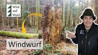 Waldstandorte Der Stieleichen Zwangsstandort. Windwurfgefahr Pseudogley #wildaufwald