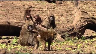 Animals Like Us  Animal Play - Wildlife Documentary