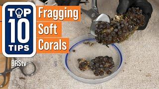 Top 10 Tips for Successfully Fragging Soft Corals Zoanthids Leathers Mushrooms and More